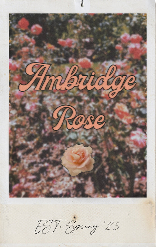 Ambridge Rose
